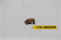 藏品(牧氏毛粒蟹)的圖片